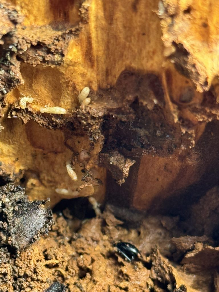 Diagnostic termites à Oloron réalisé par Alphadiag